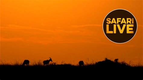 rube safari|SafariLIVE Sunset